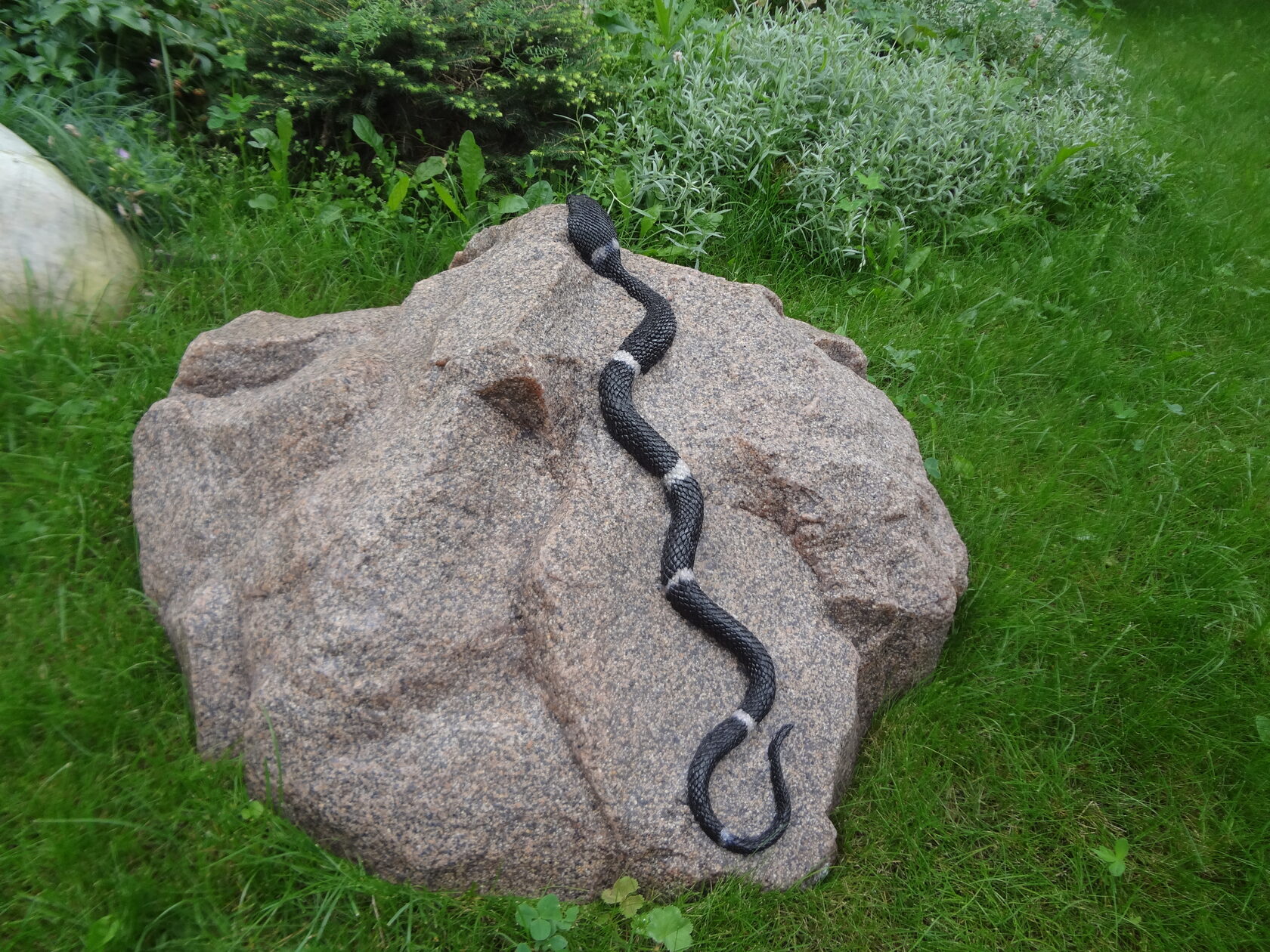Камень змейкой. Каменная змея. Змеиный камень. Змея на Камне. Змея под камнем.