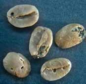 Веронезе пример дефекта кофе вариант 4