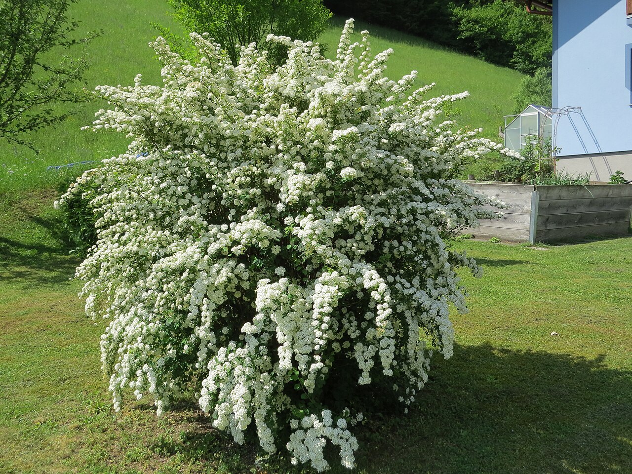 Кустарник спирея
