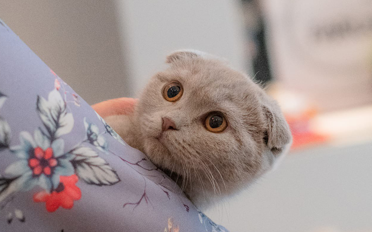 Породистая кошка, скоттиш фолд, питомник шотландских котят
