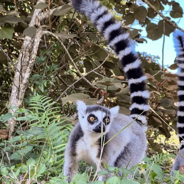 Тур в ЮАР - Южно-африканские пингвины