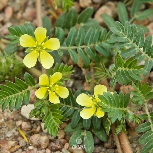Seeds of Tribulus creeping (Tribulus terrestris) — 10 pcs