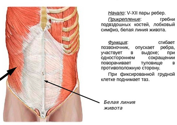 �������� Vermodje �������: ����.