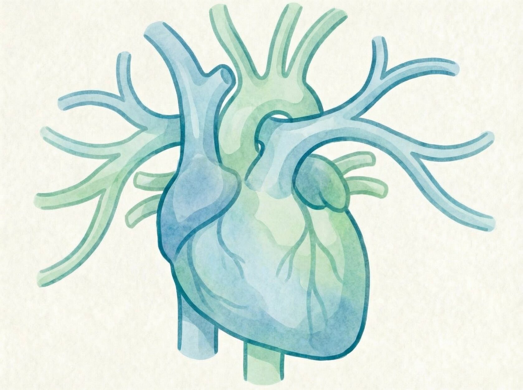 Сердце и сосуды