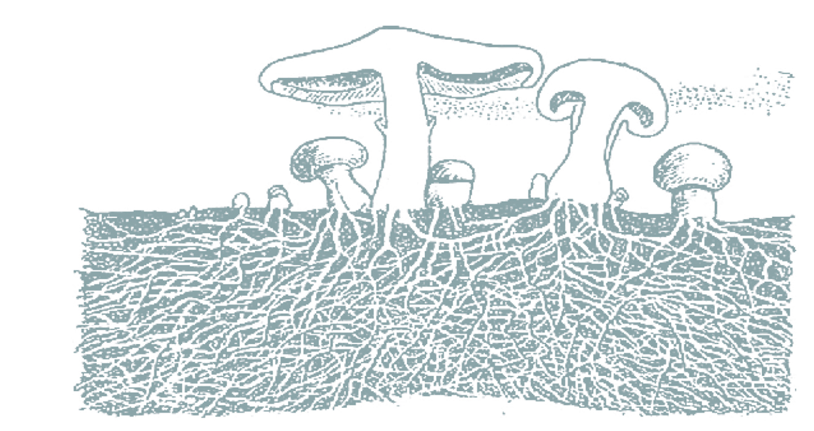 Рисунок грибница
