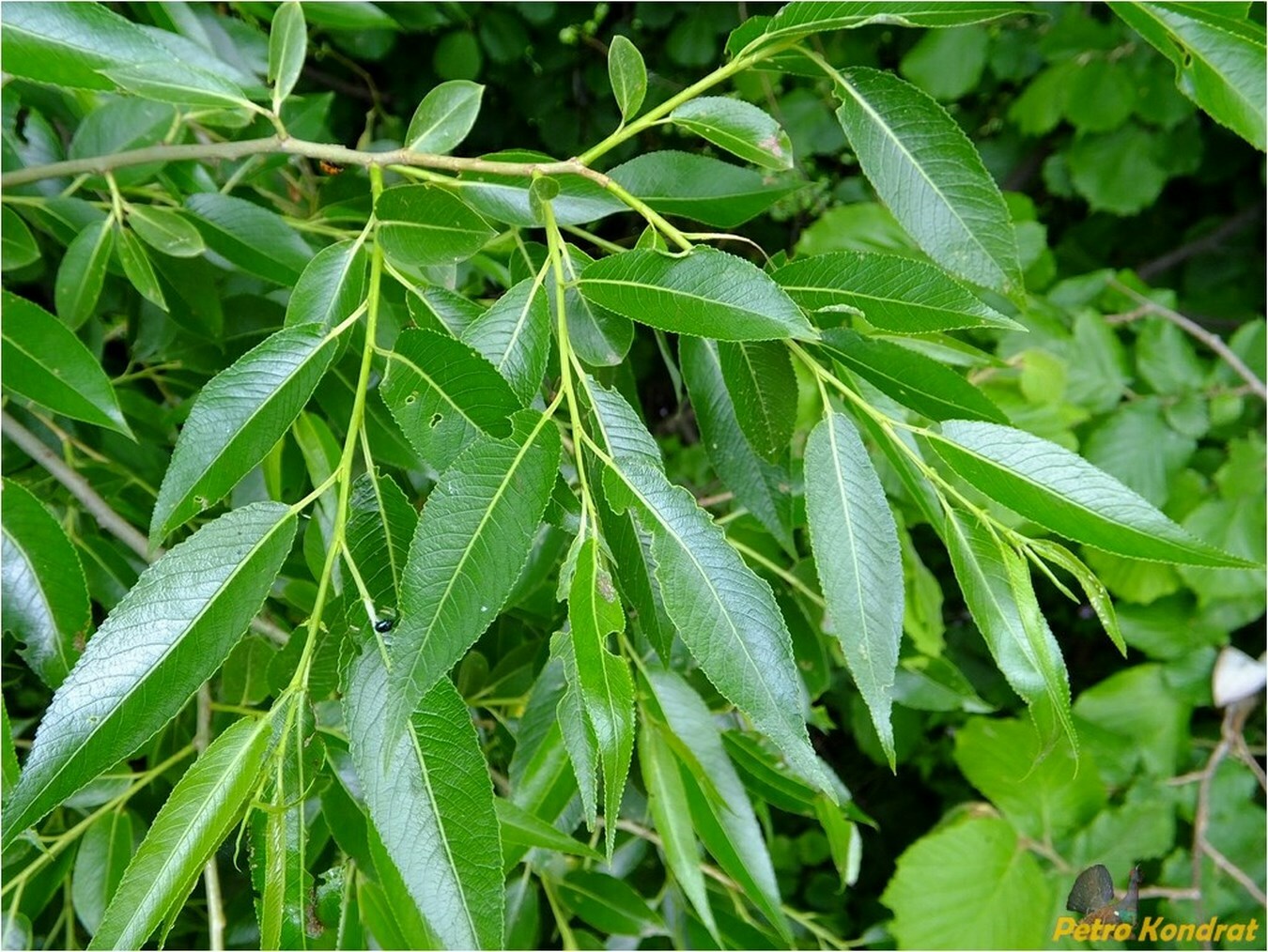 Лист дерева ивы. Ива ломкая Salix fragilis. Ива ломкая (Salix fragilis), Ракита. Ива ломкая (Salix fragilis) «bullata». Salix euxina.