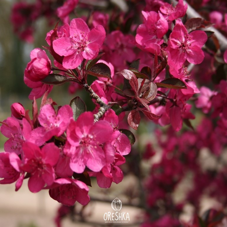 Red Royalty apple tree purple bud red-brown shoot spring colour