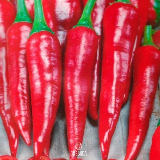 Seeds of Hot pepper Astrakhan (Capsicum) — 10 pcs