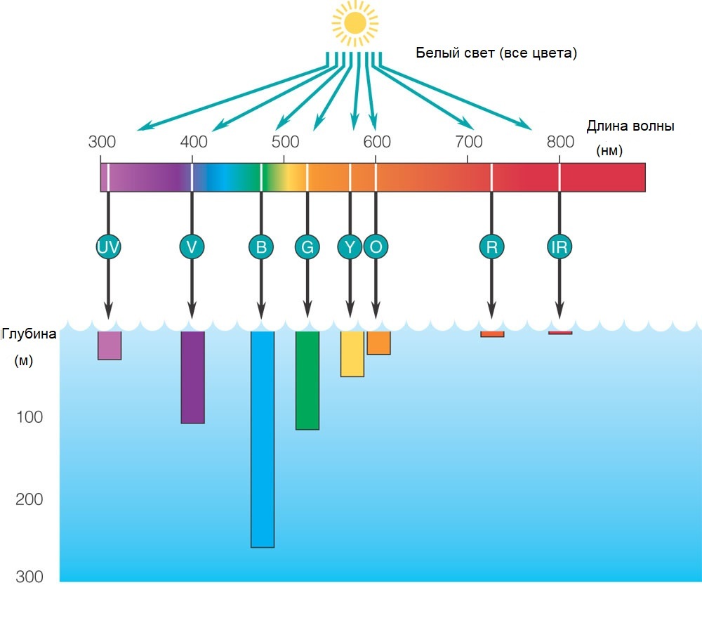 Глубина освещения. Поглощение света водой. Глубина проникновения света в воде. Спектр света в воде. Глубина проникновения ультрафиолетового излучения в воду.