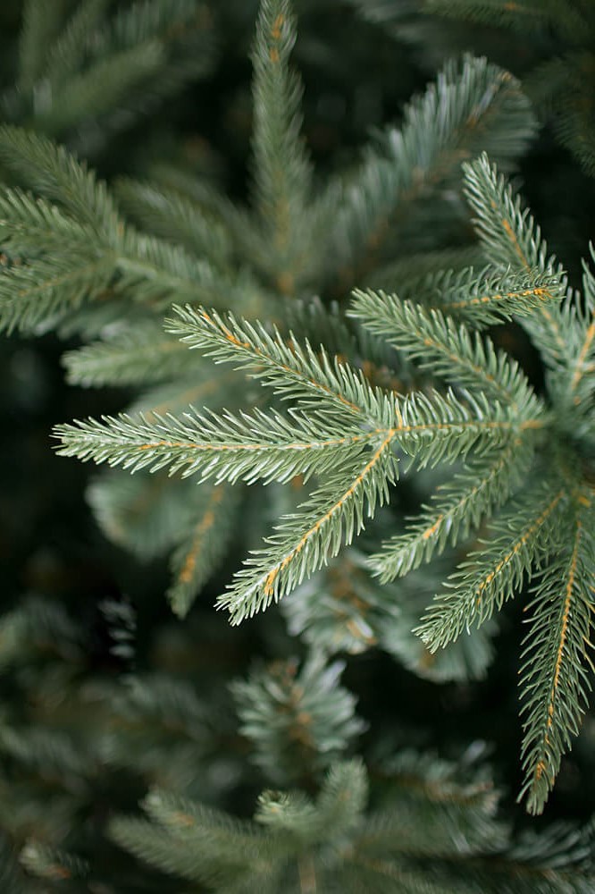 Trees елки искусственные. Ель искусственная "Crystal Trees. Альба", 180 см. Crystal Trees искусственная ель. Crystal Trees Вирджиния 180. Ель Альба.