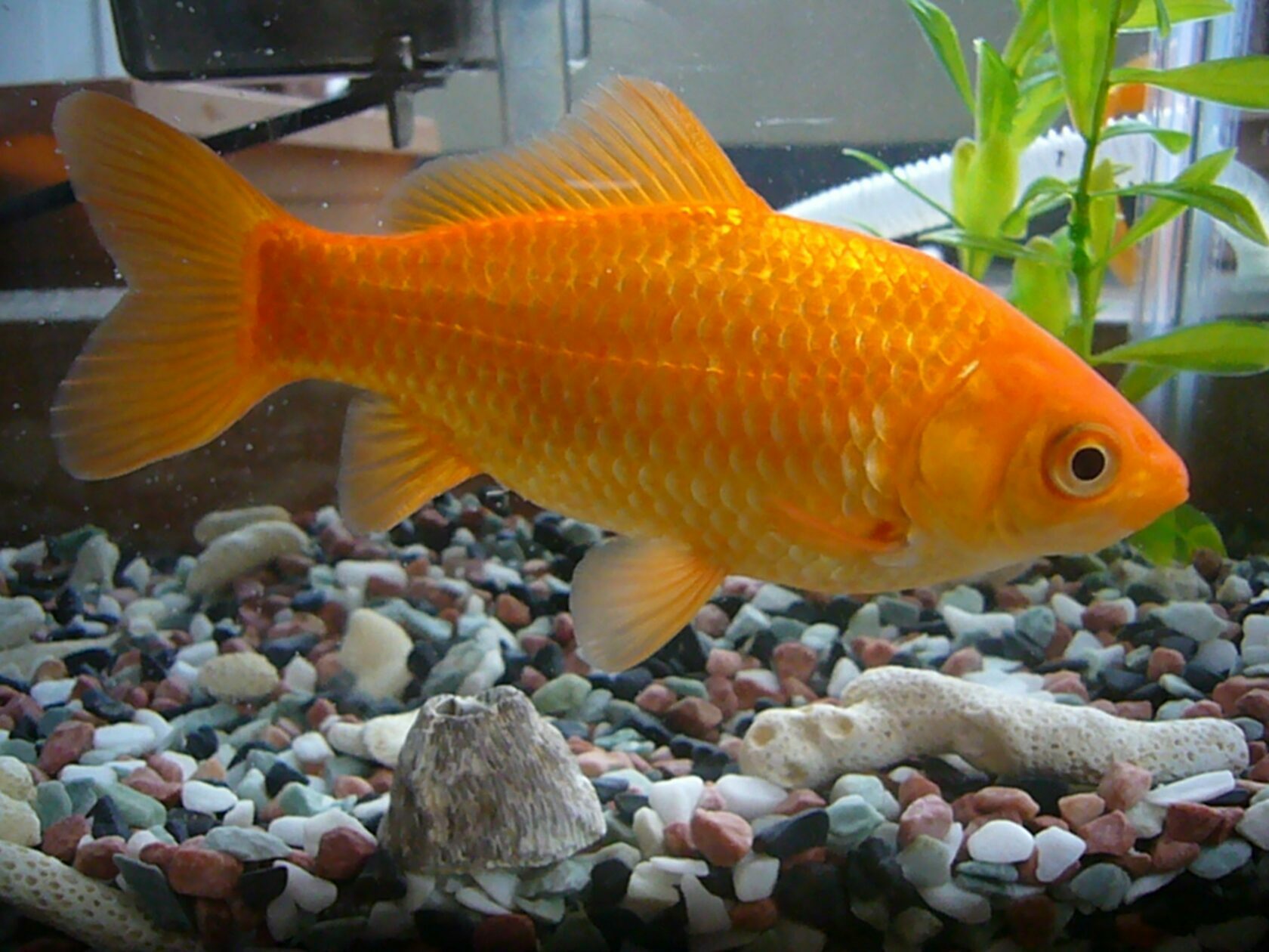 Рыбка золотого цвета. Carassius auratus Золотая рыбка. Аквариумная рыбка Карасик красный. Карась красный (Carassius auratus auratus). Обыкновенная Золотая рыбка (Carassius auratus).