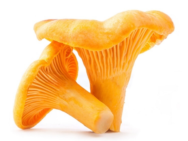 <div style="color:#f1ad25;" data-customstyle="yes">Лисички считаются одним из наиболее популярных видов съедобных грибов.</div>