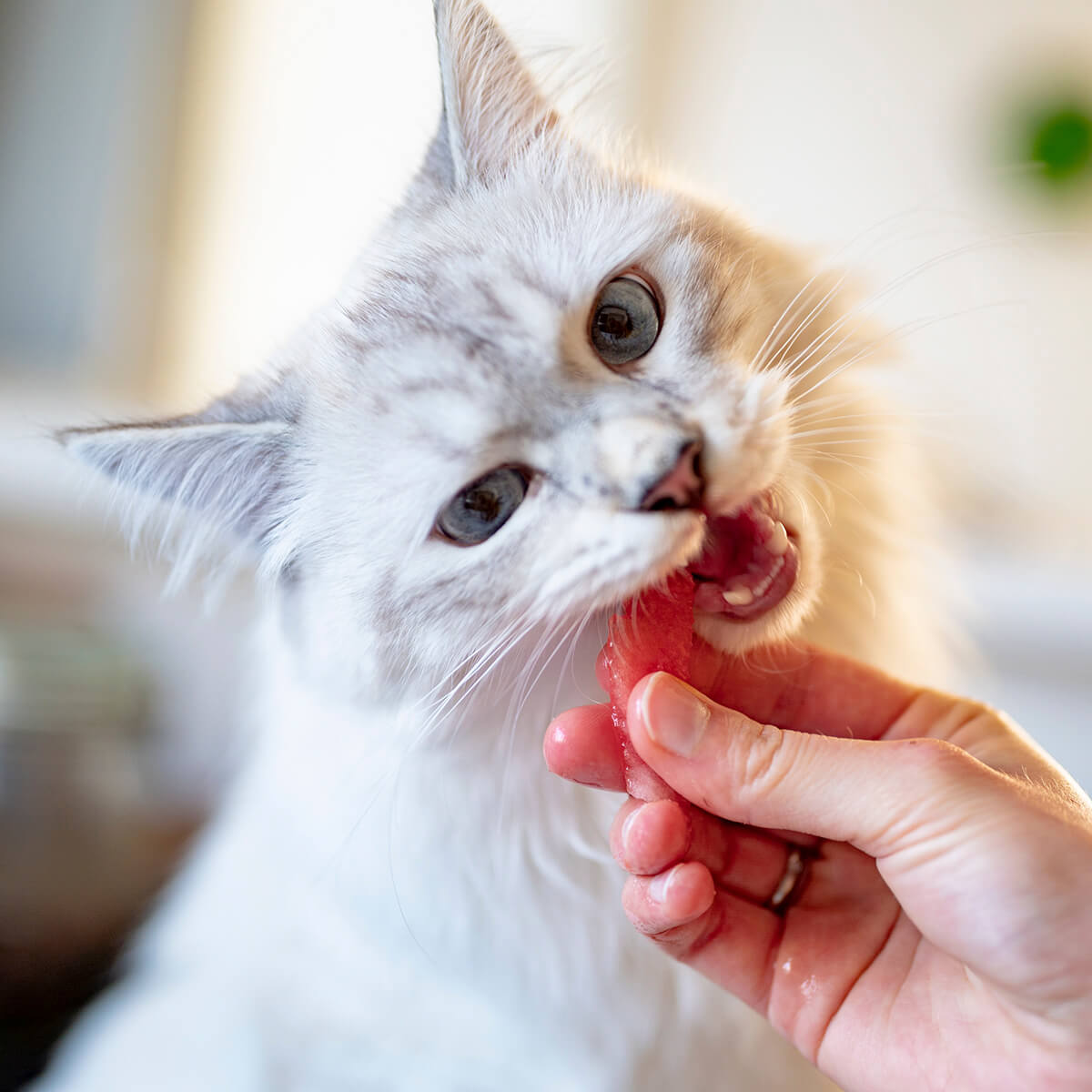 Натуральное питание для кошки - советы меню для кота на каждый день