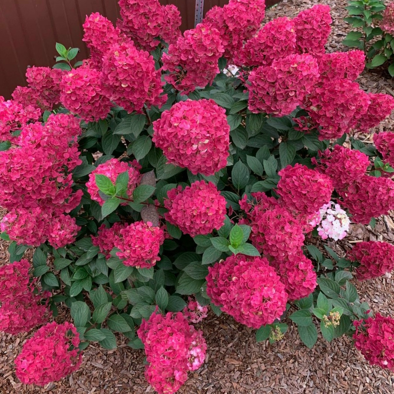 💮