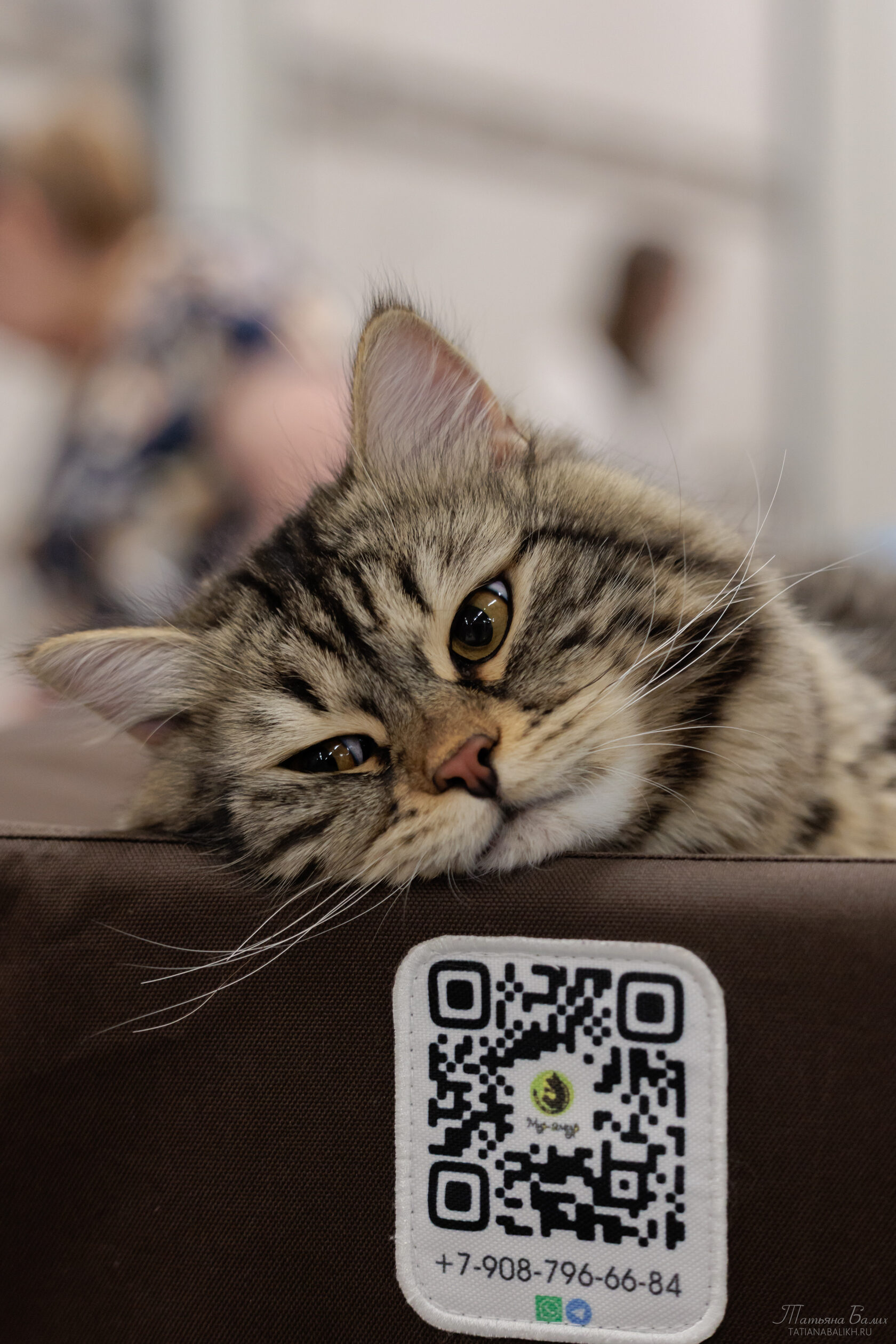 Выставка кошек