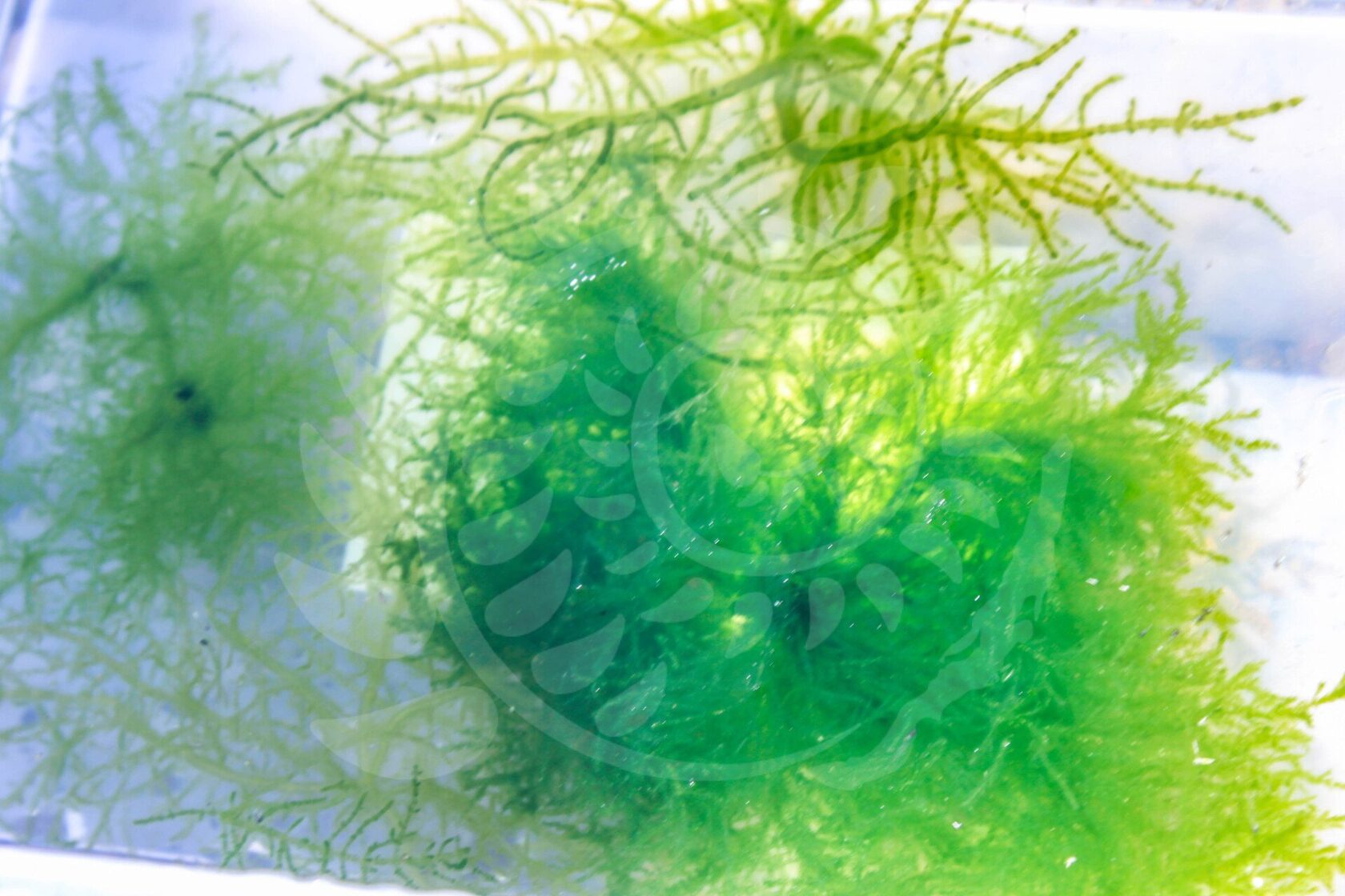 Фитопланктон водоросли