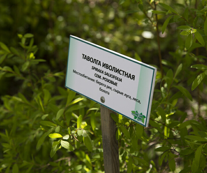 Табличка с названием растения "Таволга иволистная"