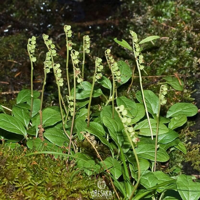 Seeds of sidebells wintergreen (Orthilia secunda) — 100 pcs