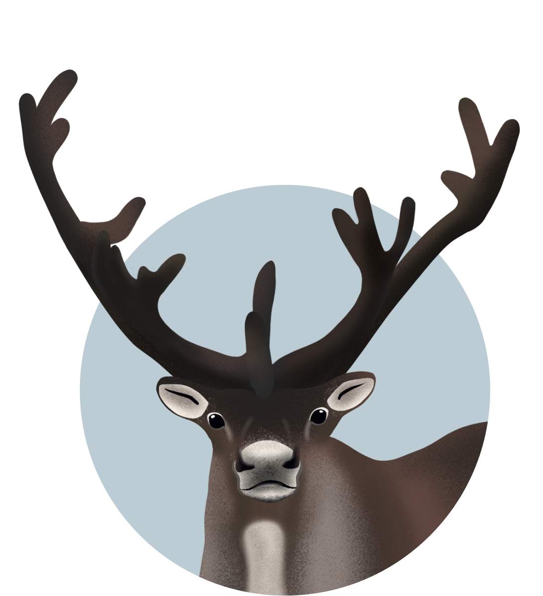 15 фотоловушек наблюдают за краснокнижным северным оленем в Хамар-Дабане.