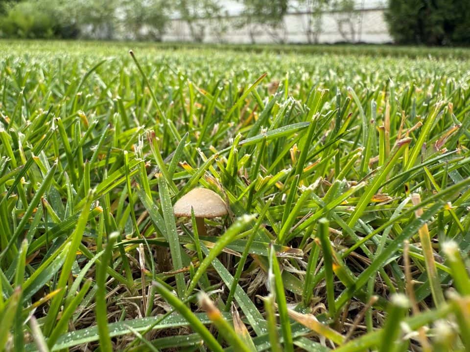 газон после внесения доломитовой муки на газон для борьбы с грибами
