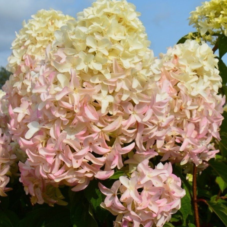 Гортензия метельчатая скайфолл