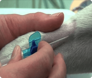 Ветеринарная клиника, ветклиника, реабилитационный центр для животных