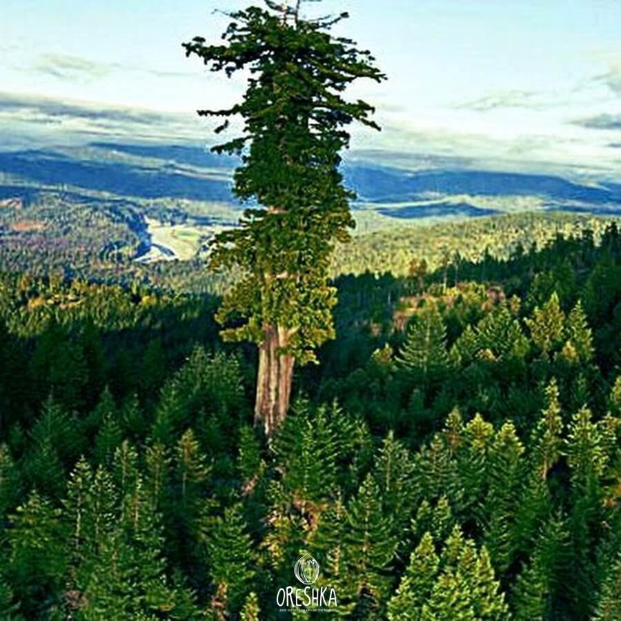 Sequoia sempervirens tall grove coastal California