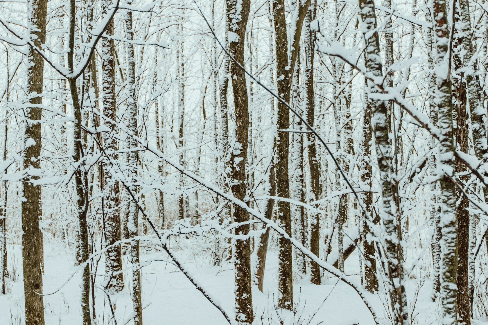 Winter forest snow birch