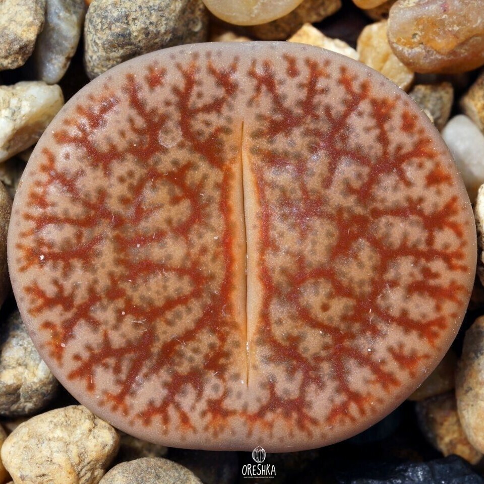Seeds of Succulent Lithops pseudotruncatella C 099 (Lithops pseudotruncatella C 099) — 10 pcs