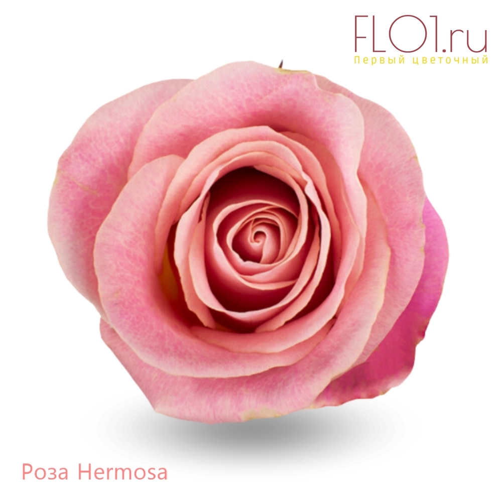 Hermosa роза