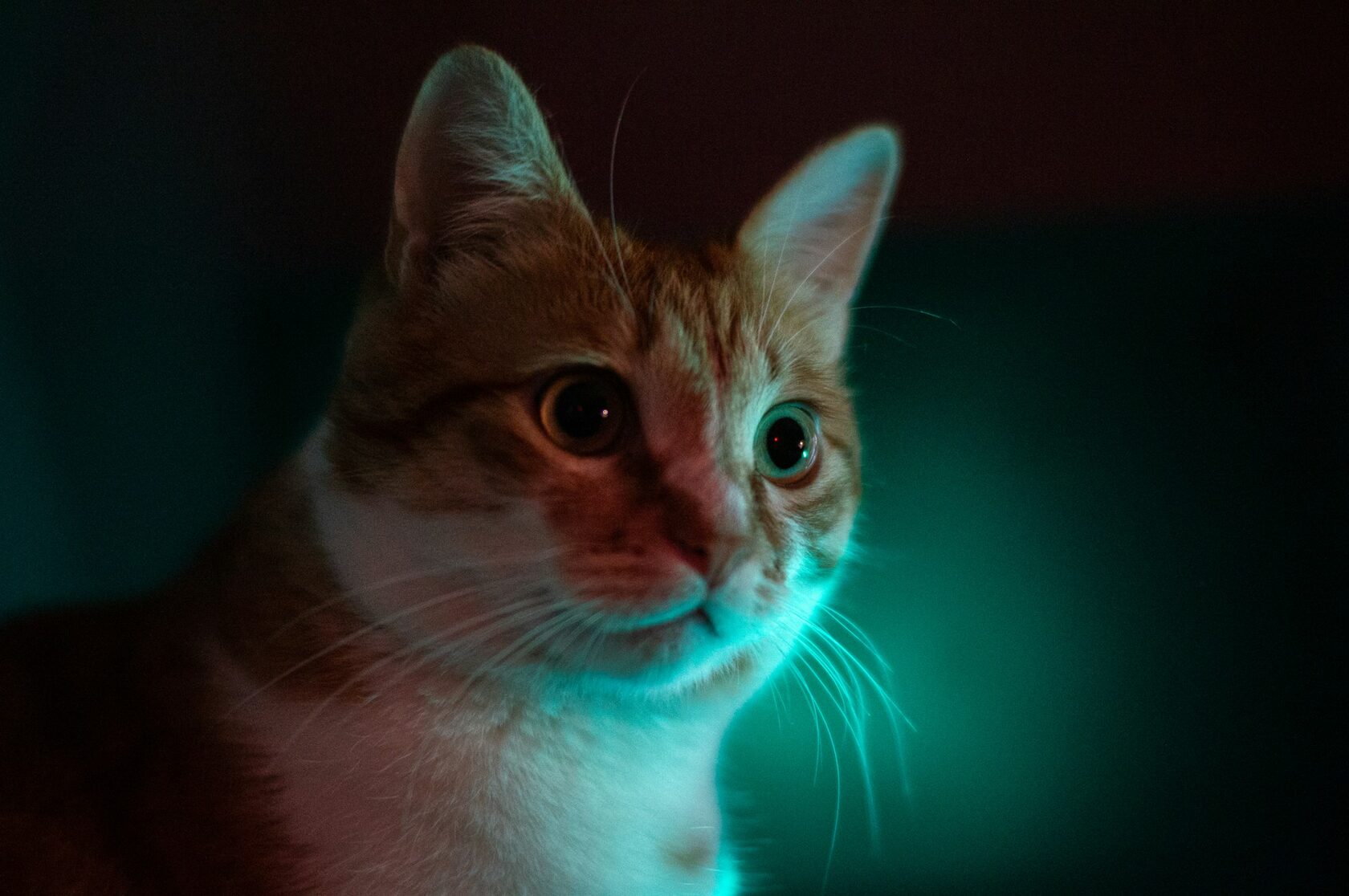 Неоновая фигурка кота из LED-неона