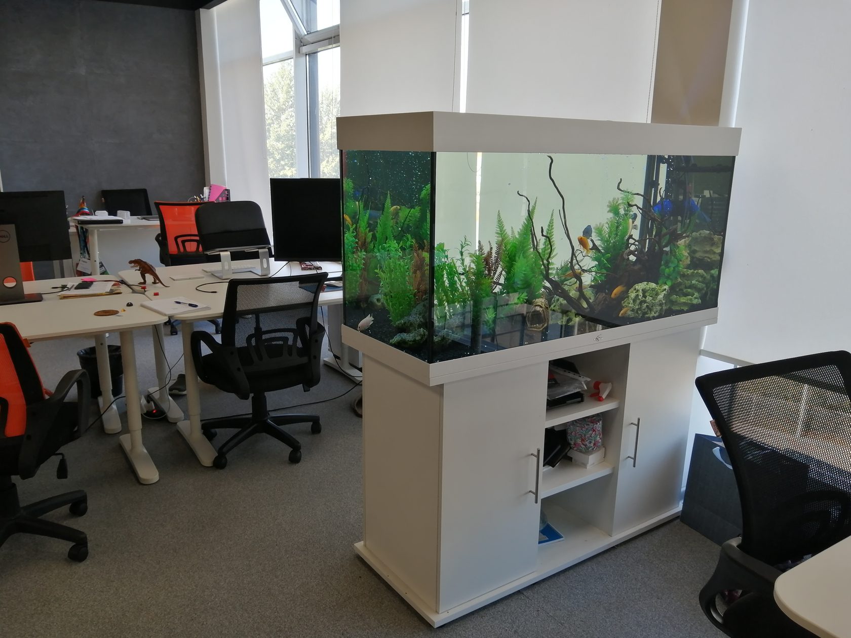 Аренда аквариума в офисе ДокДок