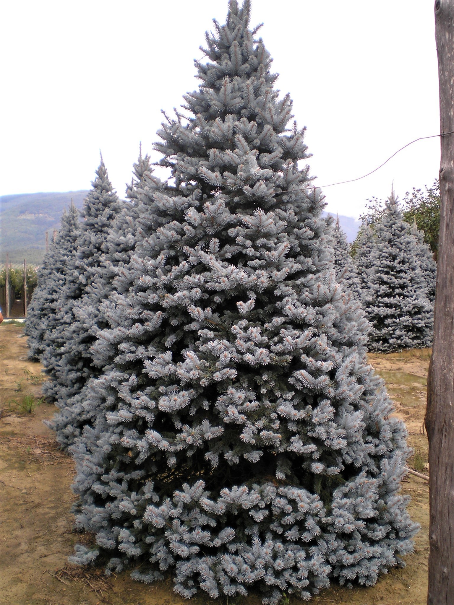 Ель колючая Хупси (Picea pungens Hoopsii)