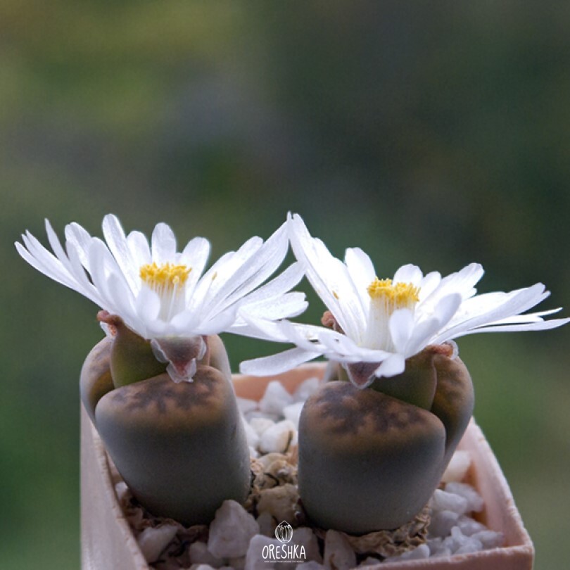 Seeds of Succulent Lithops karasmontana v. lericheana C 329 (Lithops karasmontana v. lericheana C 329) — 10 pcs