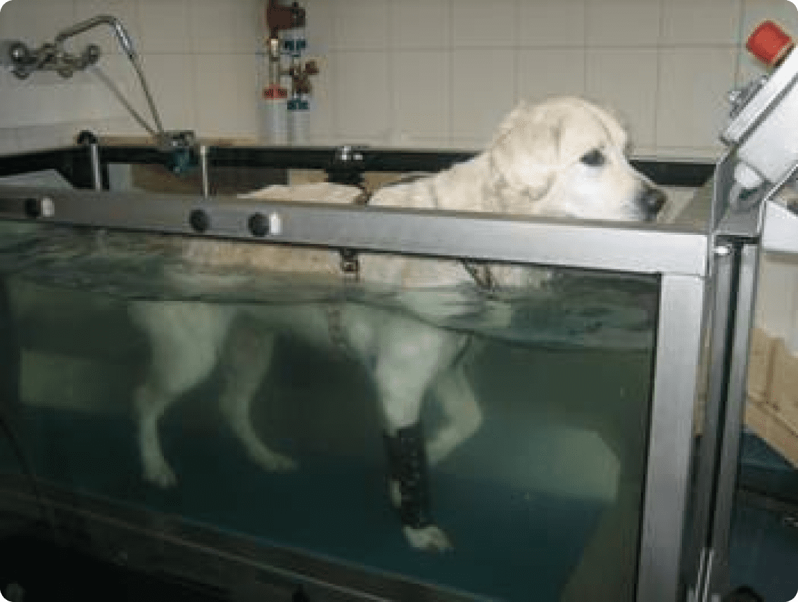 Ветеринарная клиника, ветклиника, реабилитационный центр для животных