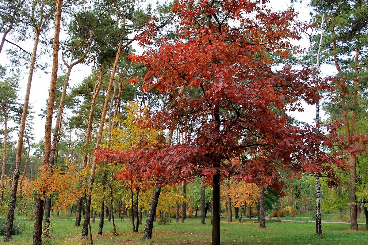 Дуб красный (Quercus rubra), агротехника великолепного по красоте растения|  Блог о ландшафтном дизайне