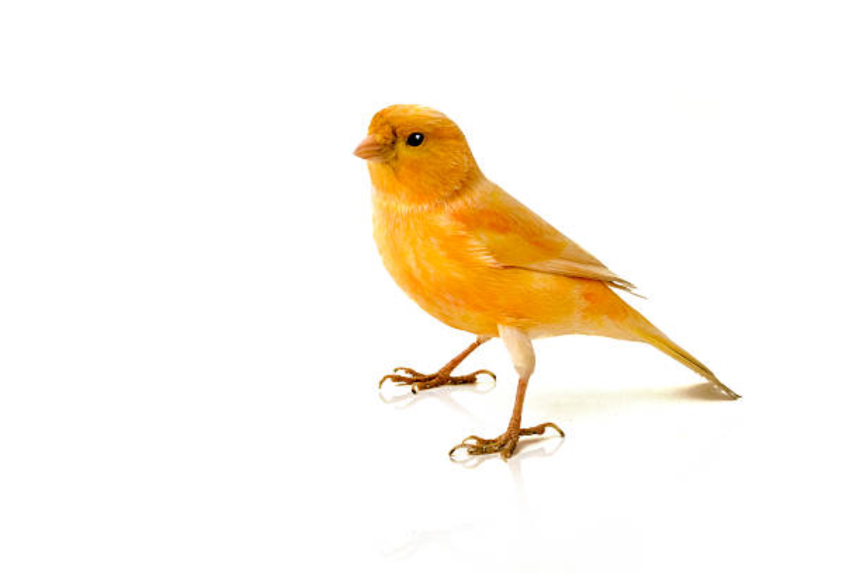 Canary animation. Канарейка. Канарейка на белом фоне. Канарейка желтая на белом фоне. Маленькие желтые птички домашние