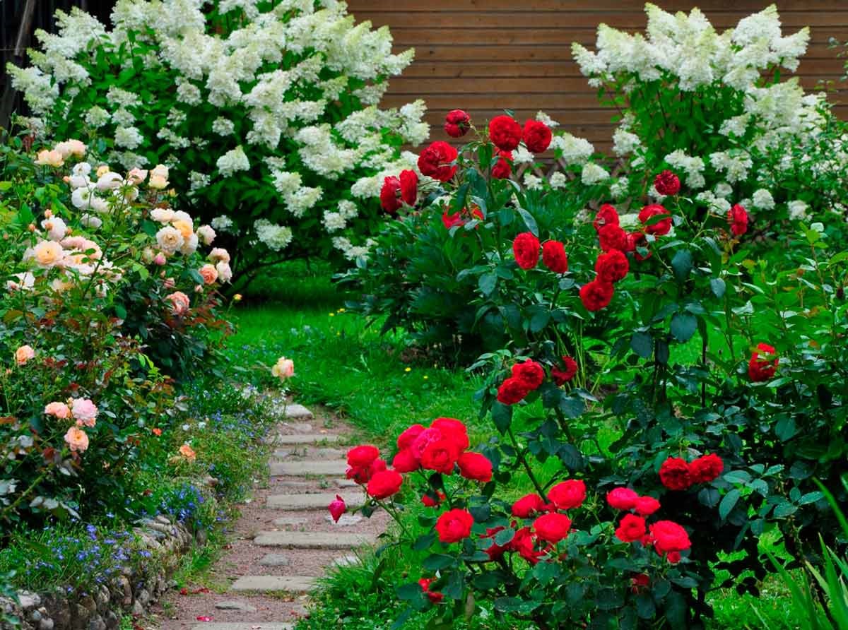 С какими растениями сочетаются розы на клумбе фото и название многолетние
