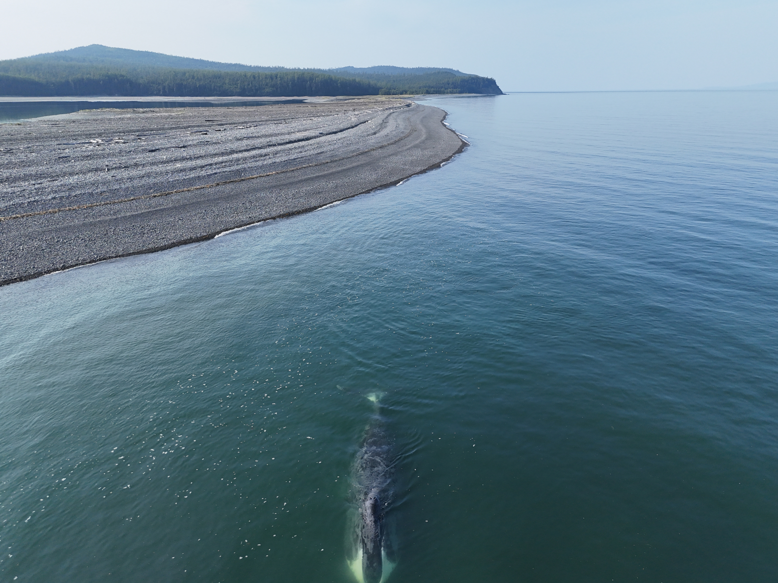 Гренландский кит у берега острова в Китовой гавани