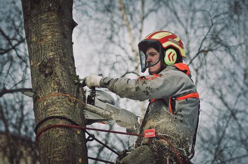 Удаление деревьев в Санкт-Петербурге от 500 руб/дерево | alpme.ru