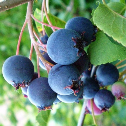 Саженцы ирги купить в питомнике рядом с Москвой - Грибаново Сад