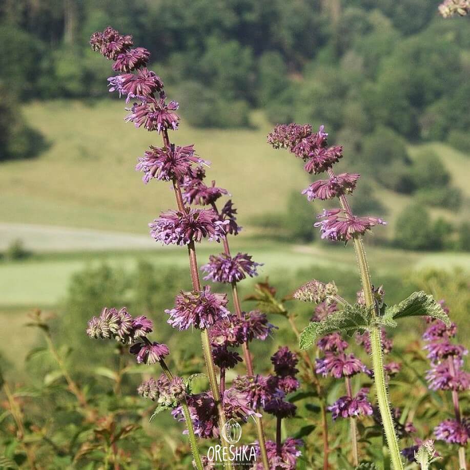 Seeds of lilac sage (Salvia verticillata) — 30 pcs