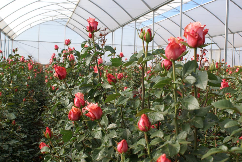 Именно Chui и около 40 Га территории фермы Simba объединены в отдельную ветвь тепличного производства роз - AAA Roses, основанную в 2011 году