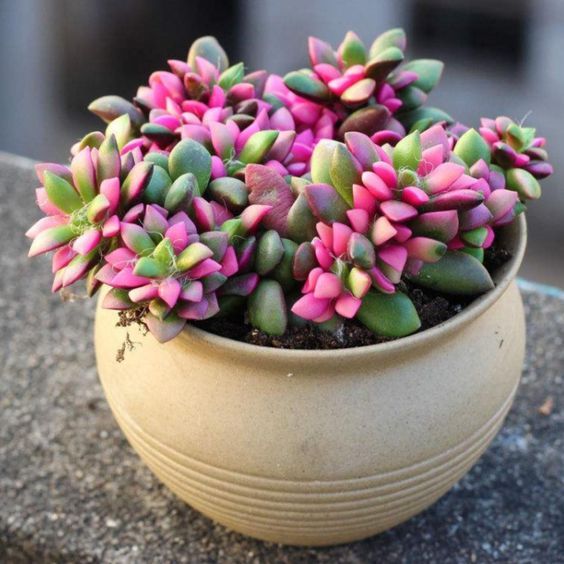 Green indoor plant in pot
