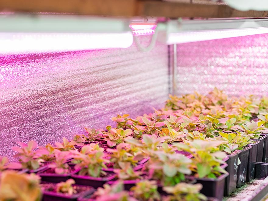Indoor seedlings under grow lights with pink spectrum illumination, showcasing healthy growth in trays, emphasizing proper lighting for optimal seedling development.