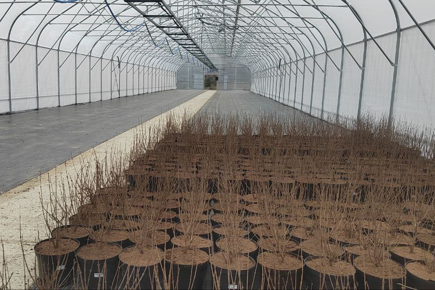 контроль за качеством роста растений