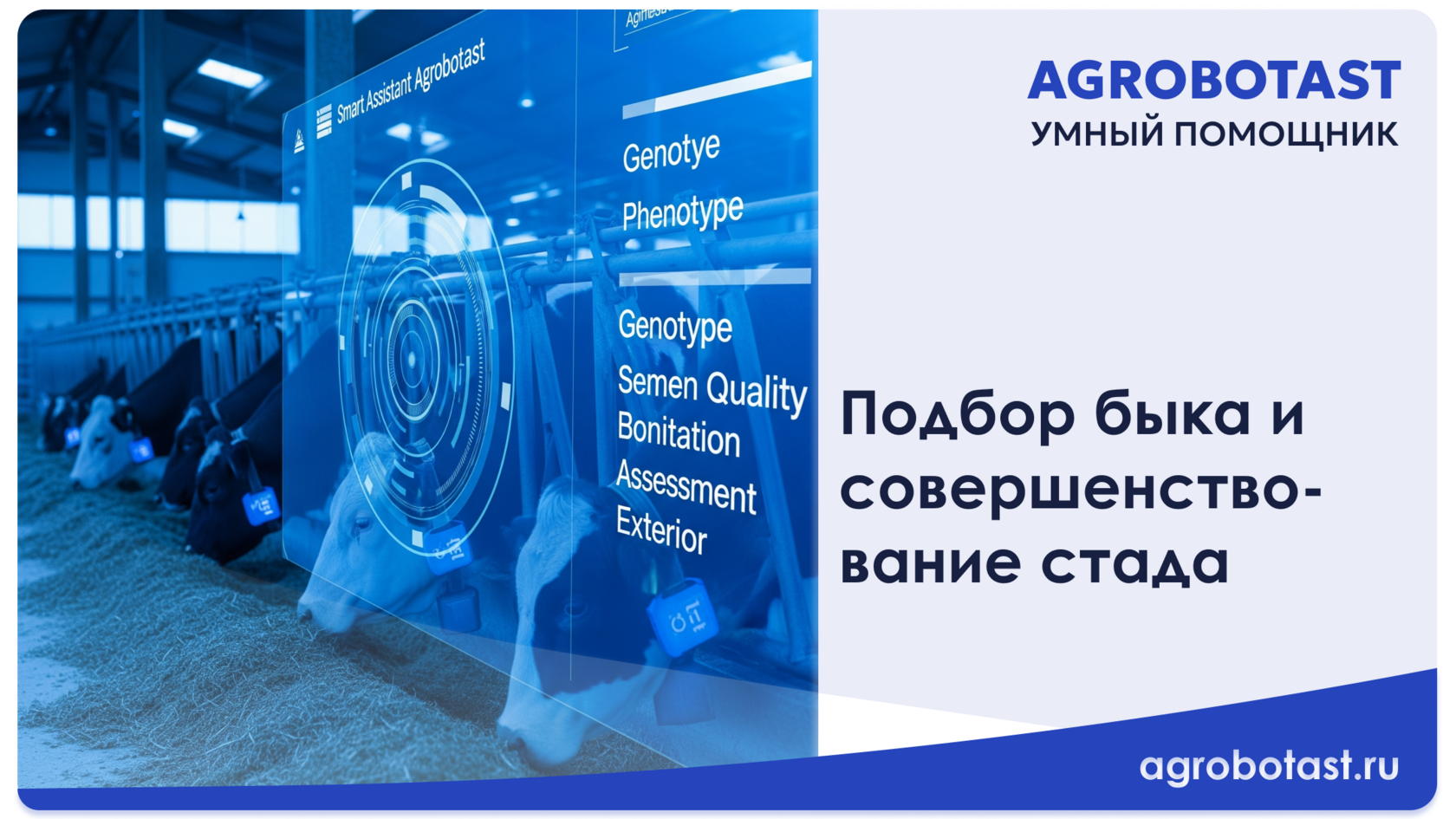 Подбор быка и совершенствование стада