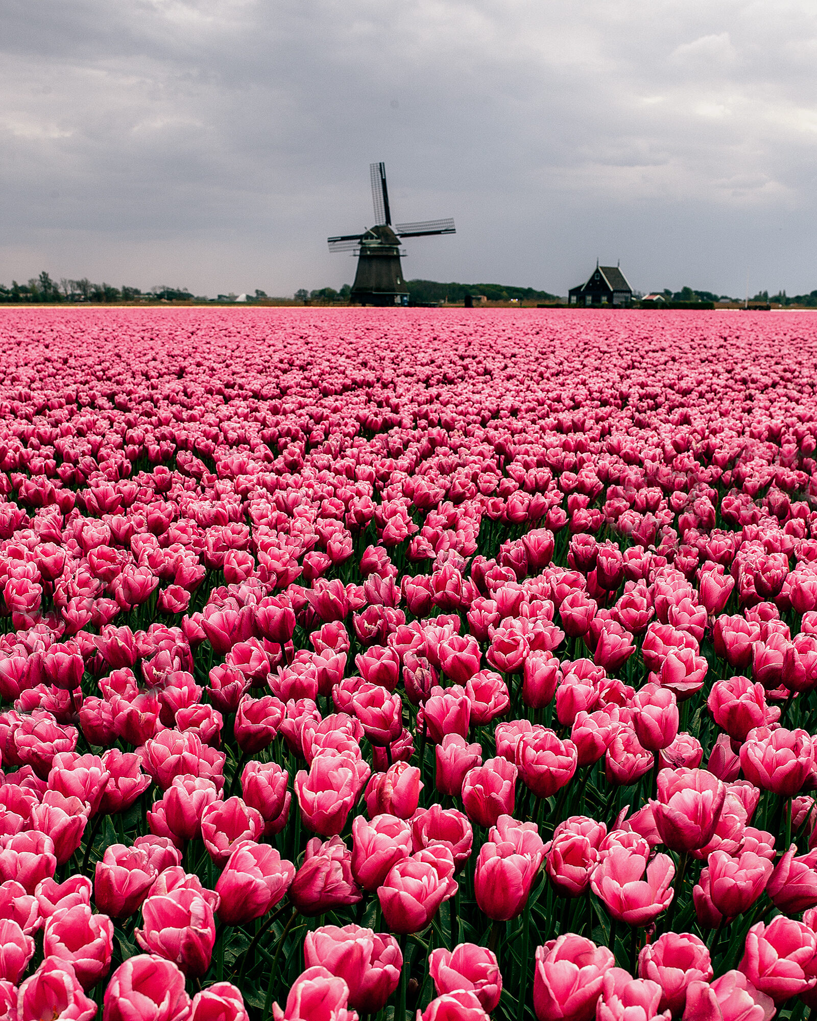розы нидерланды