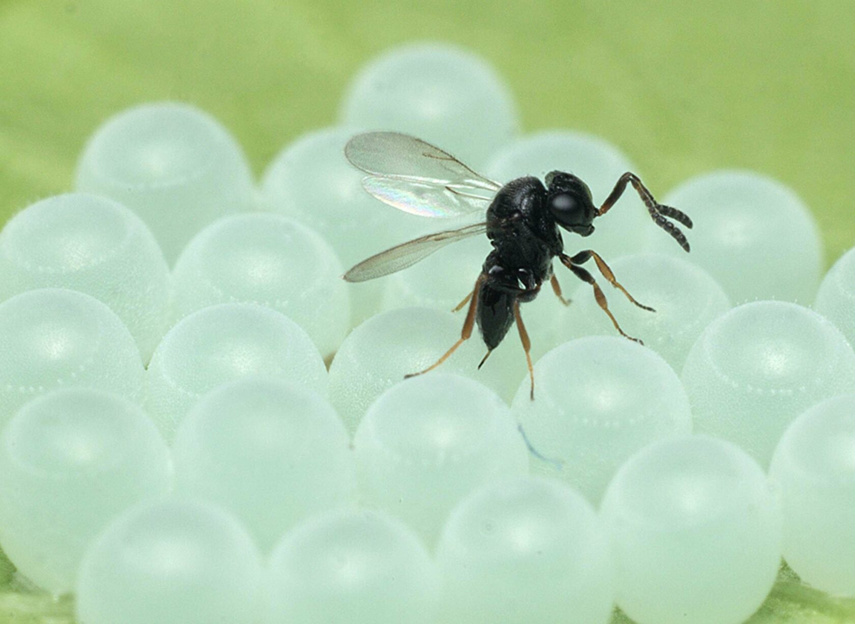 Паразитическая Оса Trissolcus japonicus