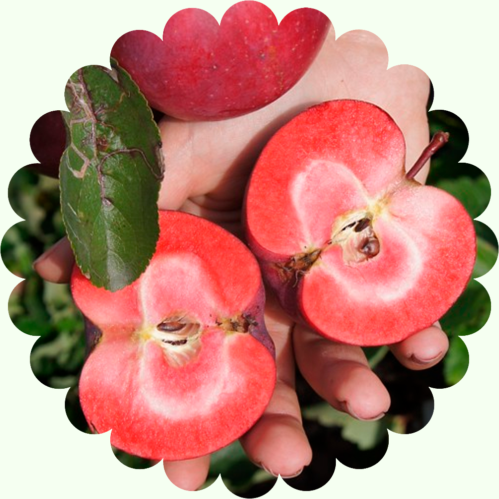 Яблоня с красной мякотью Эра